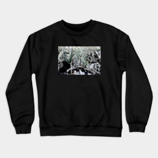 Kaleidoscope Diary New Seeds Crewneck Sweatshirt